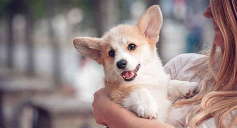 Corgi Names - Which One Will Suit Yours Best?