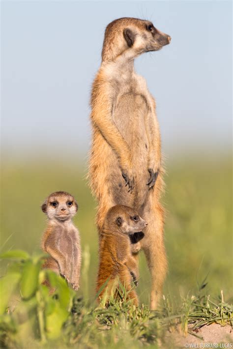 Baby Meerkats | Will Burrard-Lucas