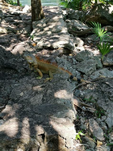 What is a Cenote? Top Tips for Visiting! (Do's & Don'ts)