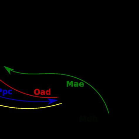 Anaplerotic reactions and TCA cycle in Halomonas elongata. Shown are ...