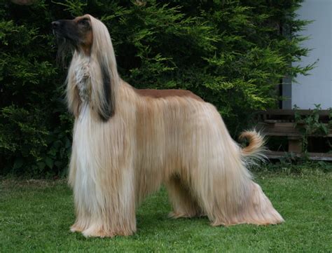 Afghan Hound Info, Temperament, Mixes, Training, Puppies, Pictures