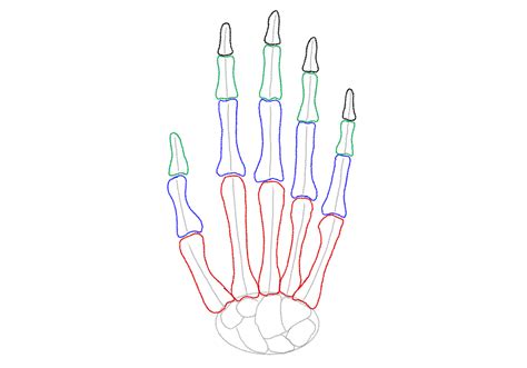 Skeleton Hand Drawing Step By Step Instructions Skeleton Hands Draw ...