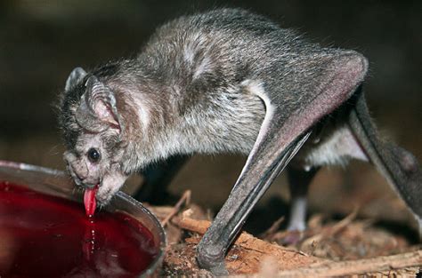 Bloodthirsty Beasts: 5 Animals that Vant to Suck Yer Blood | Featured ...