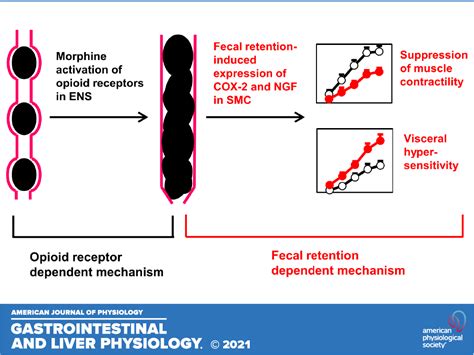 An opioid receptor-independent mechanism underlies motility dysfunction ...