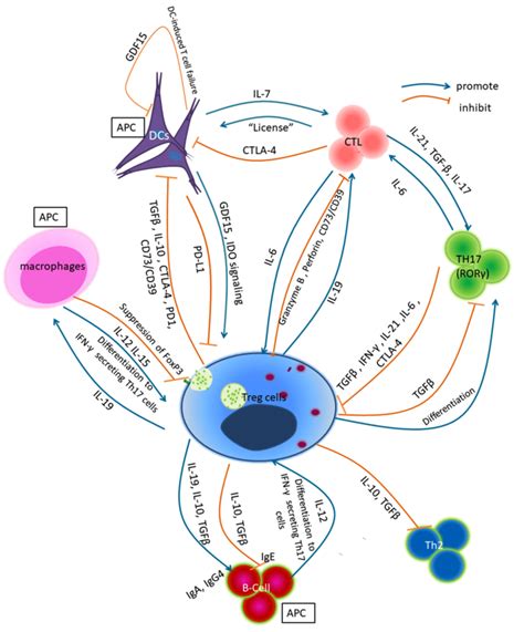 Interactions of Tregs and other immune cells. Treg cells suppress ...