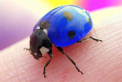 blue ladybugs - Google Search | Ladybug, Beautiful bugs, Bugs and insects