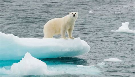 Polar bears can't cope with starvation in summers: Study | Environment ...