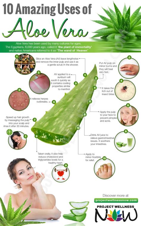 10 AMAZING USES OF ALOE VERA - Project Wellness Now | Receitas com ...