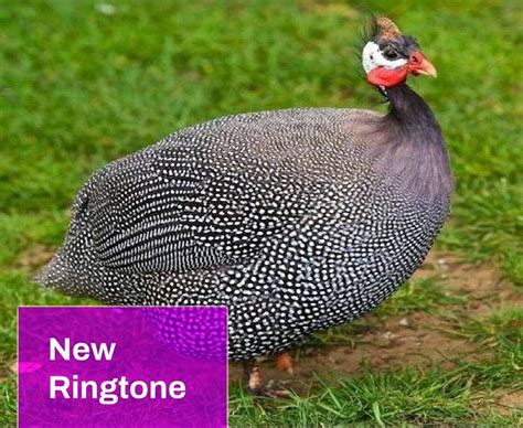 Guinea Fowl Sound Free MP3 Download | Mingo Sounds