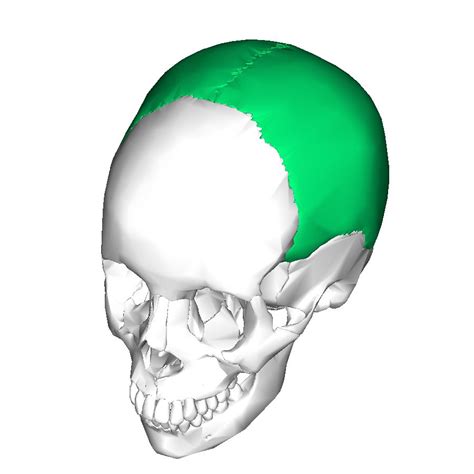 Parietal bones (2) | Anatomy bones, Skull anatomy, Human body anatomy