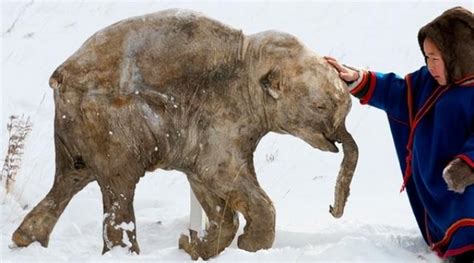 39000 Years Old Frozen Woolly Mammoth found in Siberia - Archeology