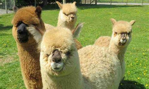 Alpaca - Lake District Wildlife Park