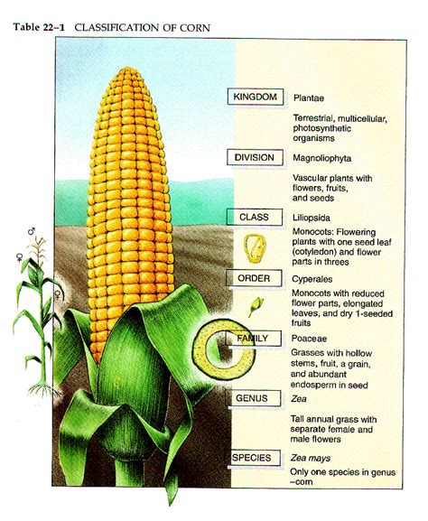 plant taxonomy examples - Google Search | AGR-180 | Pinterest