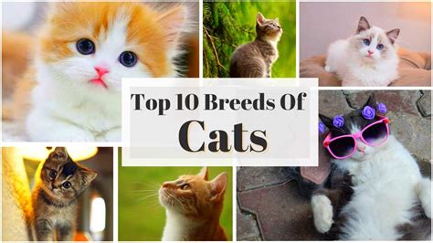 Top 10 Cat Breeds in the World