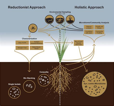 What Is Humus Rich Soil - Back Gardener