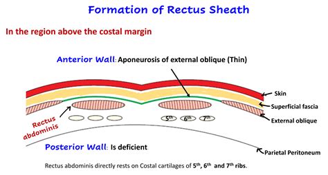 Rectus Sheath – Anatomy QA