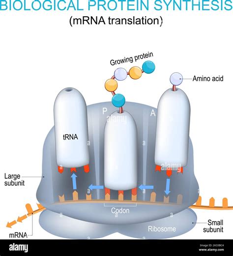 ribosome structure and anatomy. biological protein synthesis. mRNA ...