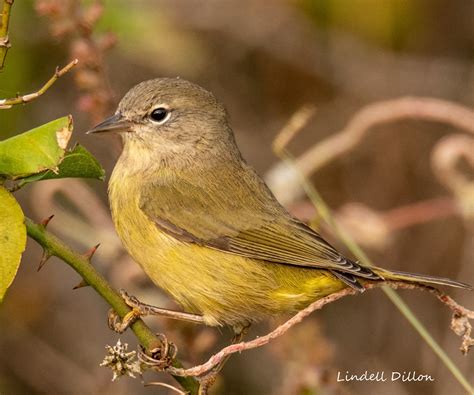 Orange-Crowned Warbler - Profile | Facts | Nest | Song | Range - Bird Baron