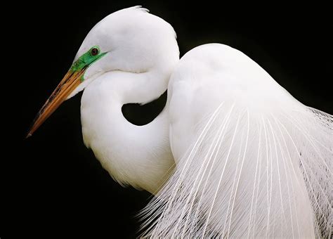 Great White Egret in Breeding Plumage Photograph by Paulette Thomas ...