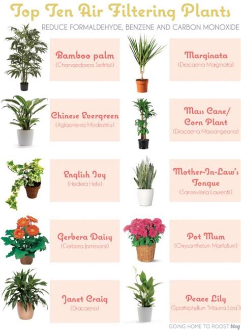 6 House Plants that Clean Your Air - PositiveMed