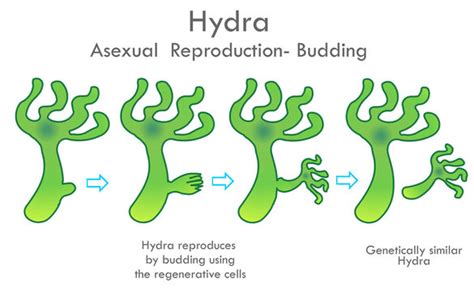 "Asexual Reproduction" Images – Browse 579 Stock Photos, Vectors, and ...