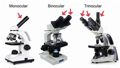 How to Choose the Right Microscope (Compound Microscope vs. Stereo ...