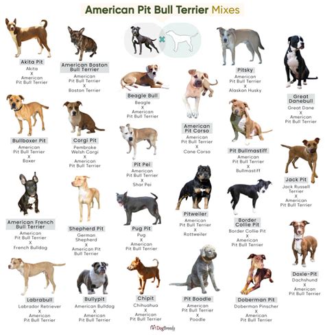 List of Popular American Pit Bull Terrier Mixes With Pictures