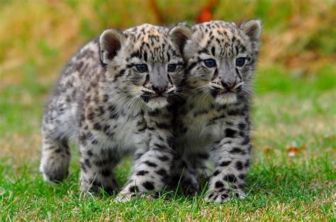 Cats: Little Brothers Snow Tiger Cubs Adorable White Leopard Cute ...