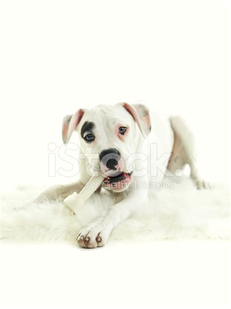 Dog Eating Bone Stock Photos - FreeImages.com