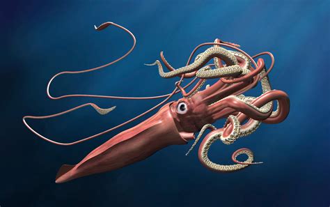 Revealed: The Mysterious, Legendary Giant Squid’s Genome