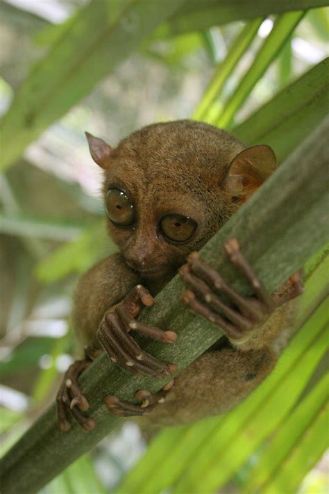 Tarsier - Wikipedia