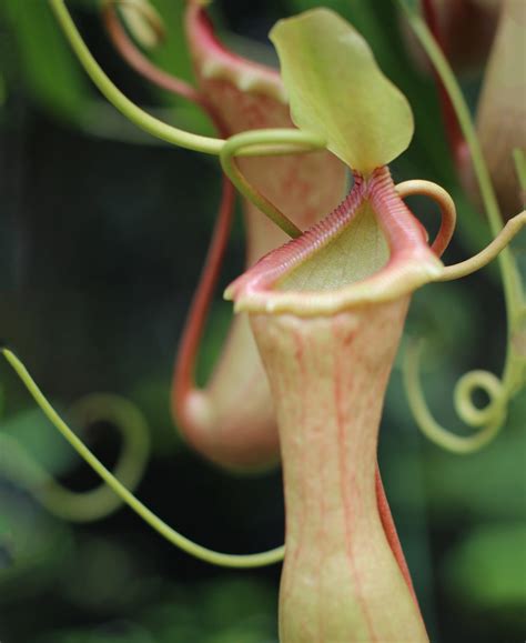 Free photo: Tropical Pitcher Plants - Carnivorous, Flower, Pitcher ...