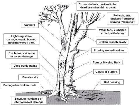 GC6GRRW Anatomy of a Tree (Traditional Cache) in New Jersey, United ...