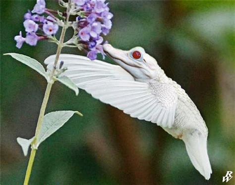 Albino Humming-gator : r/HybridAnimals