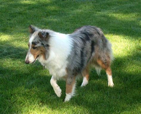 CISR - Sheltie Colors