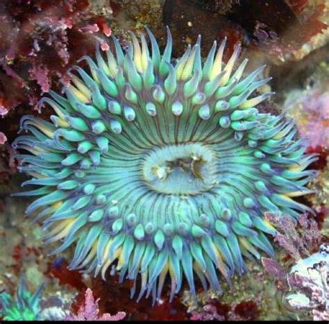 Sea Anemone wallpapers, Animal, HQ Sea Anemone pictures | 4K Wallpapers ...