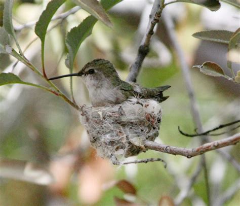 Costa's Hummingbird on nest | Smithsonian Photo Contest | Smithsonian ...