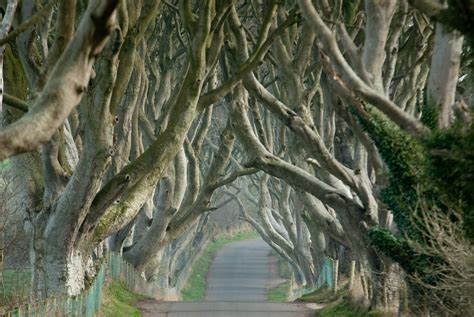 The Dark Hedges, Northern Ireland