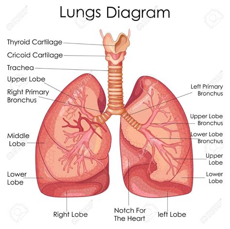 Lungs. Lungs Diagram. | Lung anatomy, Respiratory system anatomy ...