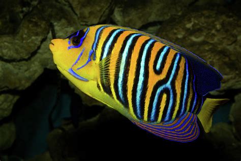 Royal Angelfish Photograph by Aivar Mikko | Fine Art America