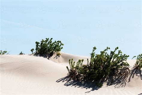 Image of seaside plants growing in white sand - Austockphoto