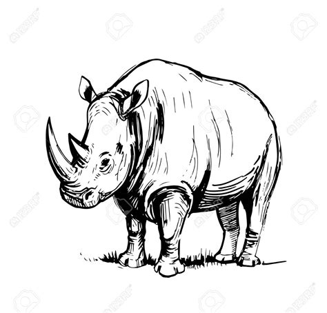 Rhino Outline Drawing at GetDrawings | Free download