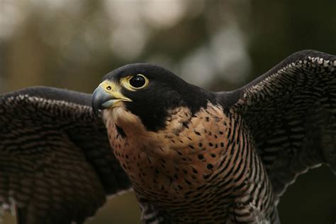 15 Facts About Raptors | Audubon