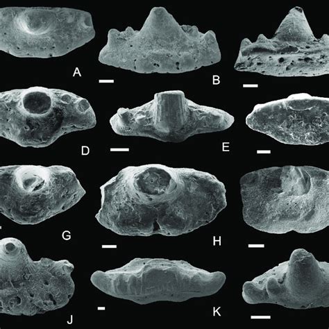 Cladodont teeth. A-C, cf. Cladodoides sp., P-14675. D-G, Denaea sp ...