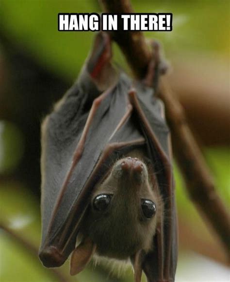 These Bat Memes Had Us Rolling With Laughter | Always Pets