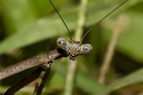 15 Praying Mantis Species to Keep as Pets (Ranked By Difficulty)