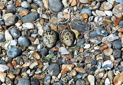 Avocet nesting site with eggs Cley Marsh Norfolk | This Avoc… | Flickr