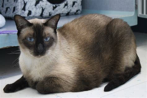 A Gorgeous Seal Point Siamese Cat ... verbal yes, but very loyal ...