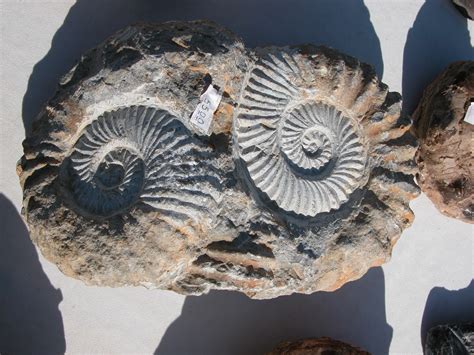 Image*After : images : fossil fossils stone shell ancient prehistoric