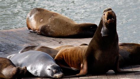 San Francisco Aquatic Park shut over 'aggressive' sea lions - BBC News